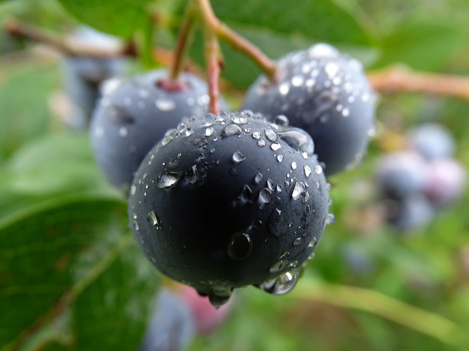 5 redenen om blauwe bessen te eten